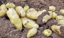 马铃薯3在线观看,在线观看，揭秘神秘世界的奇幻之旅